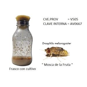 MOSCA DE LA FRUTA DROSOPHILA CULTIVO