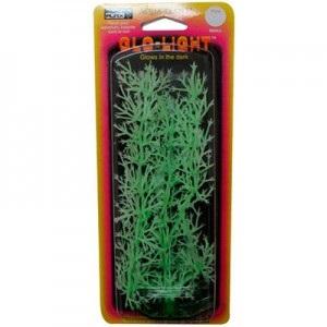 PLANTA NITELLA 18 CMS. GLOW CH.