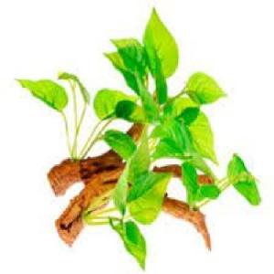 RAIZ C/PLANTAS #3 15X10X14CM