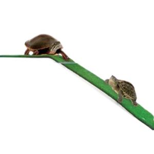 PLATAFORMA PARA TORTUGAS 44 X 15 CM.